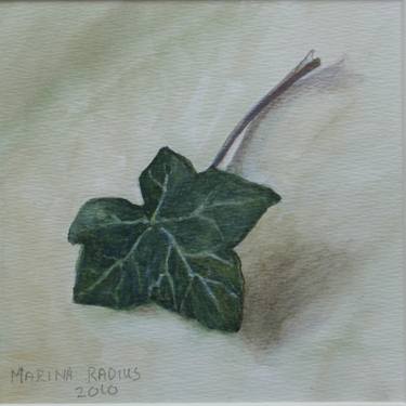 Original Nature Drawings by Marina Radius