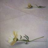 Memory of Daisy by Noriko Senshu