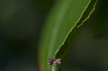 Print of Impressionism Animal Photography by Peer Reede