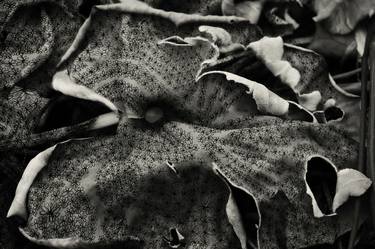 Print of Abstract Botanic Photography by Eva Lauma