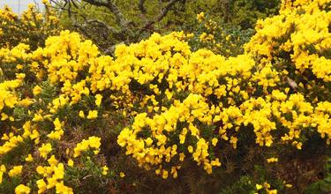 Gorse thumb