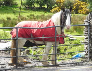 Print of Documentary Horse Photography by Bess Harris