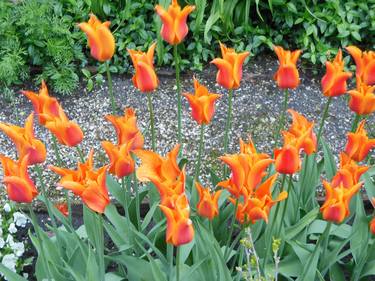 Print of Documentary Floral Photography by Bess Harris