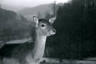 Print of Animal Photography by Valerie Wolf Gang