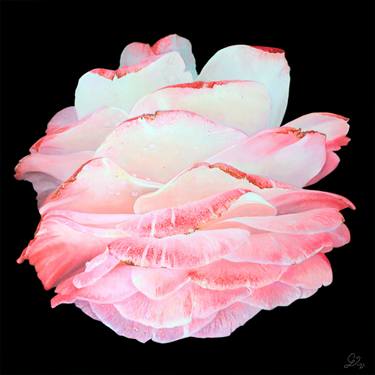 Print of Fine Art Floral Paintings by Gee Lyon