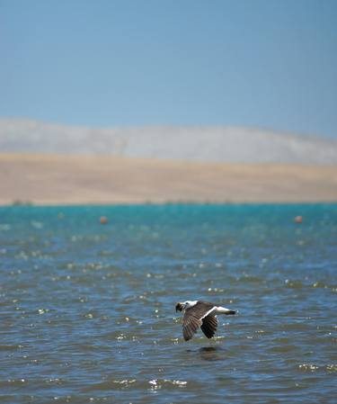 Print of Fine Art Animal Photography by Liesl Marelli