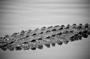 Alligator - Pattern of Evolution thumb