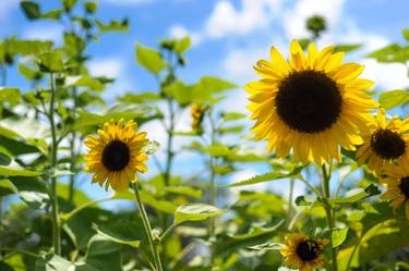 Happy Sunflowers in Bloom thumb