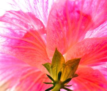 Pink in Bloom thumb