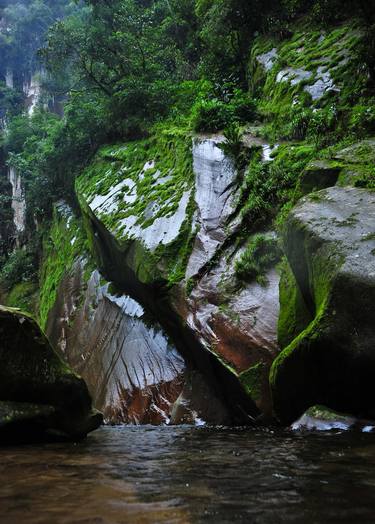 Print of Expressionism Nature Photography by Liesl Marelli