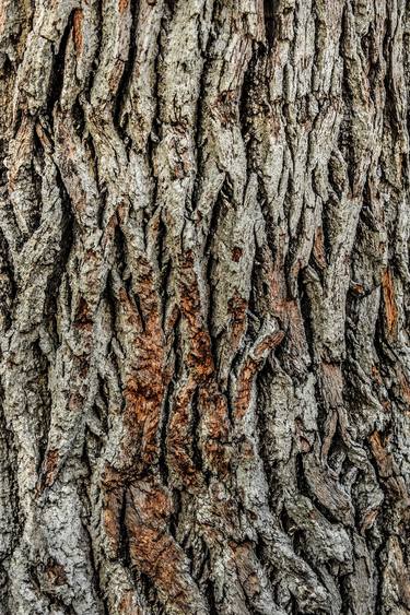 Textures of Bark thumb