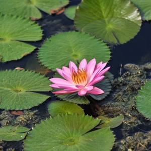 Collection Water Lilies 