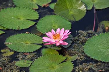 Water Lily Collection, I thumb