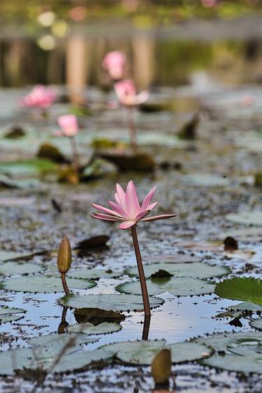 Original Fine Art Garden Photography by Liesl Marelli