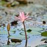 Collection Water Lilies 