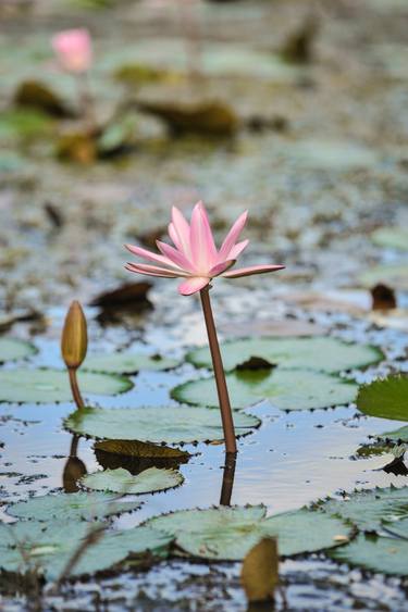 Print of Fine Art Nature Photography by Liesl Marelli