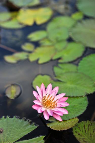 WATER LILY COLLECTION, IX thumb