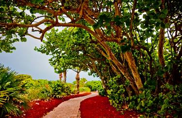 Print of Garden Photography by Liesl Marelli