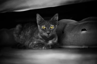 Print of Cats Photography by Liesl Marelli