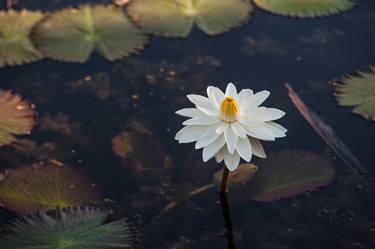 Print of Fine Art Floral Photography by Liesl Marelli