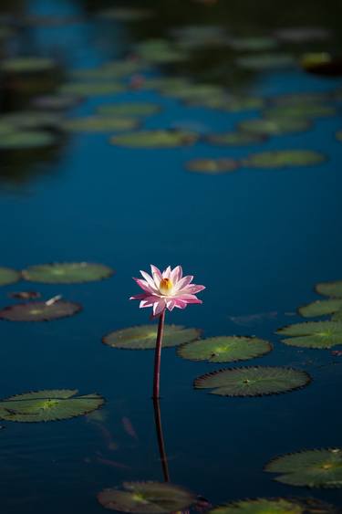 Print of Fine Art Still Life Photography by Liesl Marelli