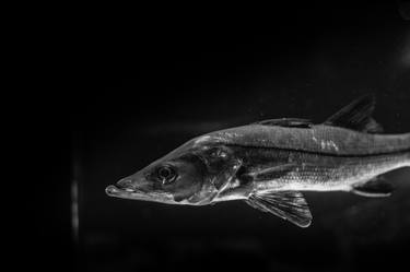 Print of Fine Art Fish Photography by Liesl Marelli