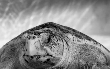 Sea Turtle / Black & White thumb