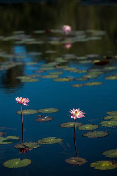 Print of Fine Art Floral Photography by Liesl Marelli