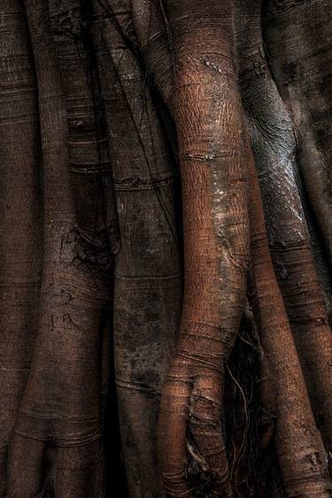 Print of Conceptual Tree Photography by Liesl Marelli