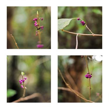 Wild Berries thumb