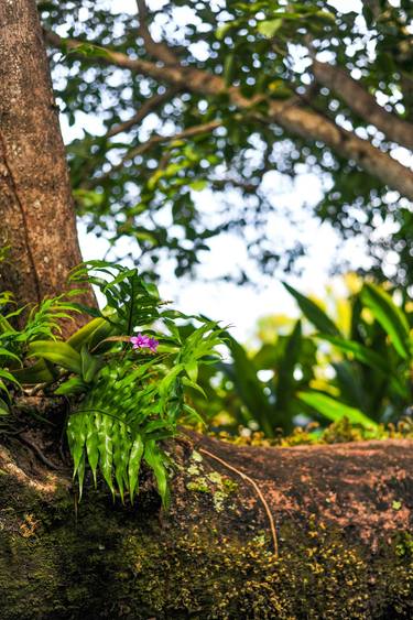 Orchid, Tree, Moss and Beauty thumb