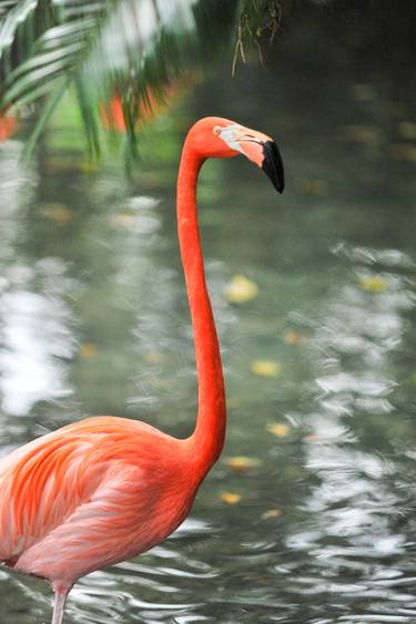 Flamingo I  thumb