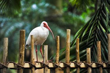 American White Ibis thumb