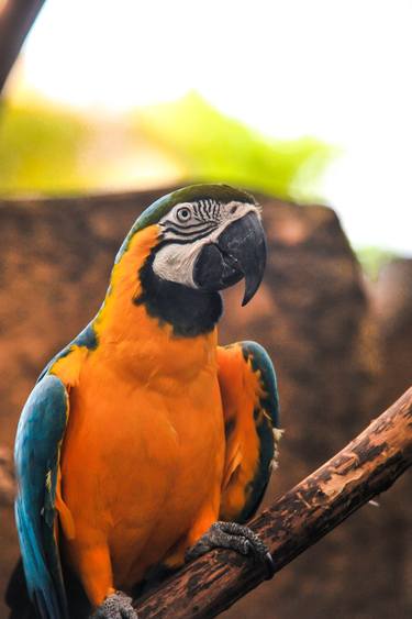 Print of Documentary Animal Photography by Liesl Marelli