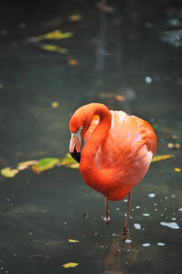Flamingo II thumb