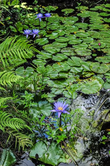 Print of Documentary Water Photography by Liesl Marelli