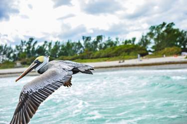 Florida Pelican Soaring thumb