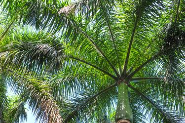 Palm Canopy thumb