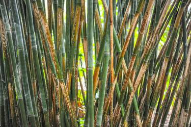 Print of Garden Photography by Liesl Marelli