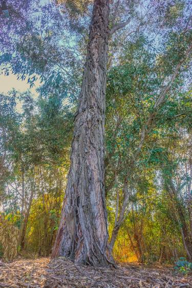 Original Tree Photography by Liesl Marelli