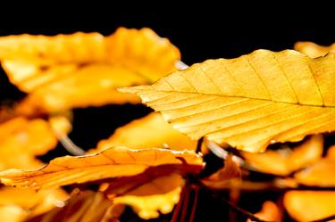 Print of Fine Art Tree Photography by Liesl Marelli