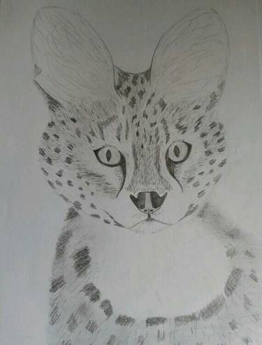 Serval Cat pencil drawing thumb