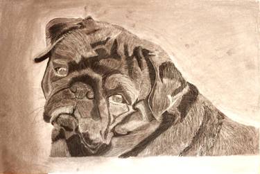 Print of Dogs Drawings by Amit Kukreja