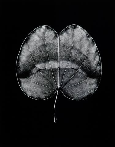 Saatchi Art Artist Steve Engelmann; Photography, “Bauhinia variegata 0, Limited Edition 1 of 25” #art