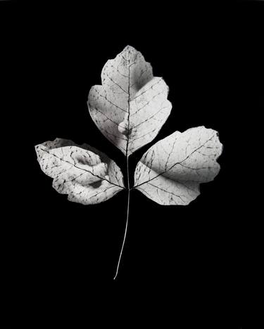 Print of Conceptual Nature Photography by Steve Engelmann