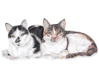 Print of Fine Art Animal Drawings by Pencil Paws