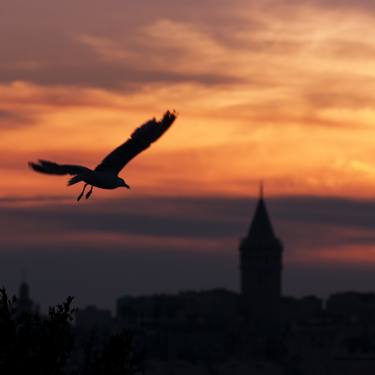 galata tower and seagull thumb