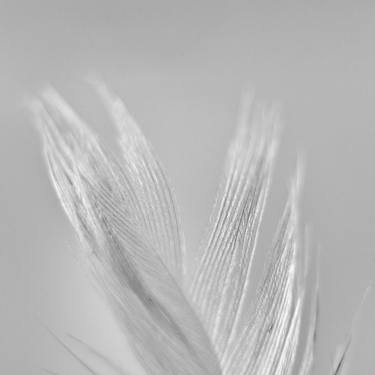Original Fine Art Abstract Photography by Osman Karamehmetoglu