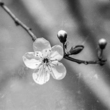 Print of Abstract Botanic Photography by osman karamehmetoglu