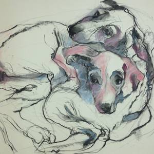 Collection For Dog Lovers